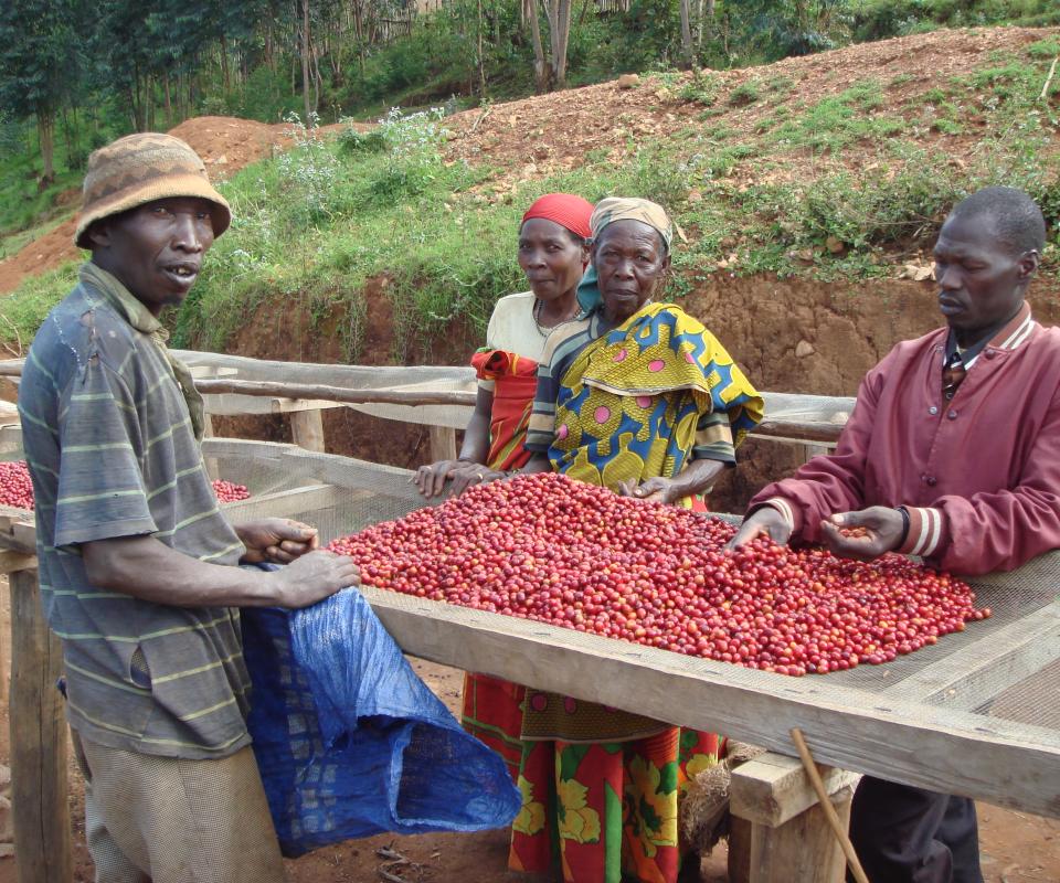 Burundezen aan het werk in de koffiewasserij waar de geplukte bessen worden gedroogd