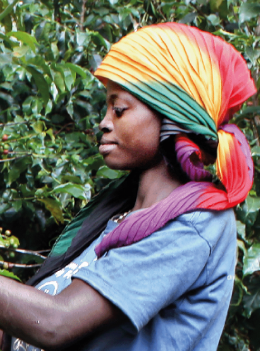Femme burundaise au travail dans la plantation de café 