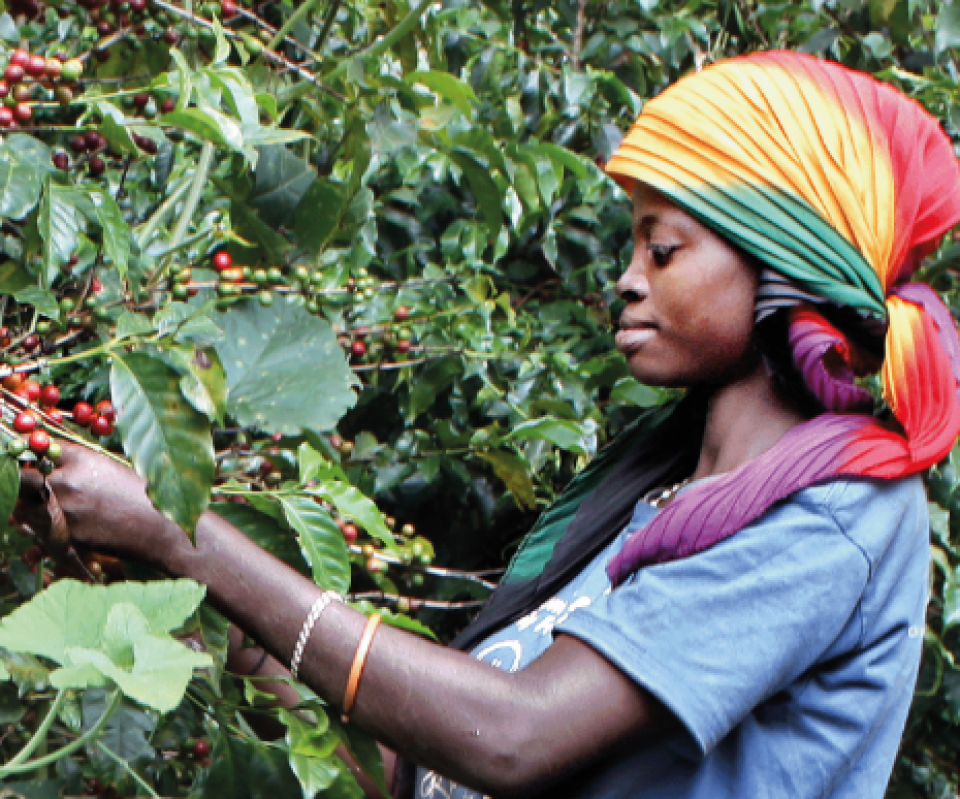 Femme burundaise au travail dans la plantation de café 