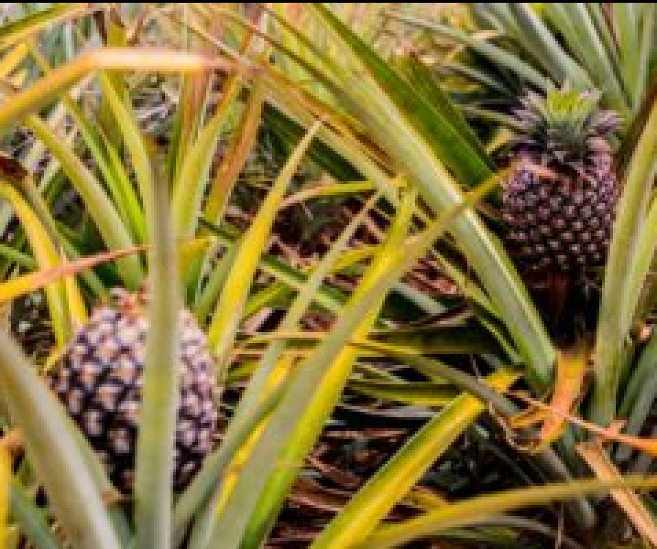 1000Hills_Rwanda_pineapple